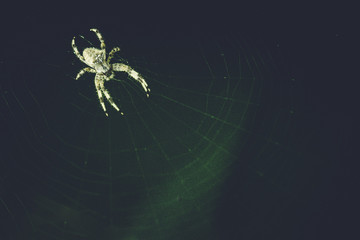 Spider web on a leaf