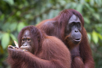 A pair of Orangutan, Indonesia wildlife, Indonesia