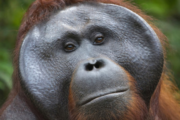 Close-up of male Orangutan in Borneo from Indonesia © RealityImages