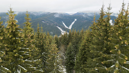 Aerial view of the snow-covered pine branches