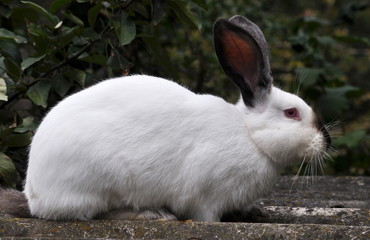 Californian breed of rabbits