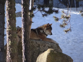 Obraz premium Pyrénées Orientales Cerdagne Les Angles France