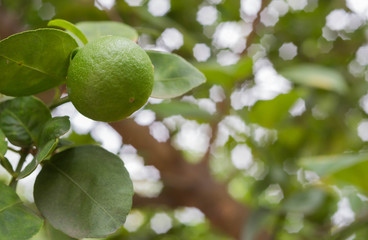 lemon