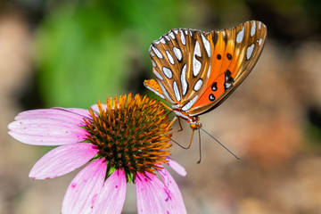 Side view of a Gulf fritillary (Agraulis vanillae) butterfly on a purple cone flower. 
