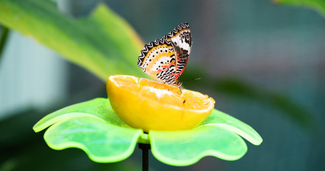 Picture of beautful colorful butterfly on lemon