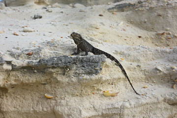 gray iguana lizard