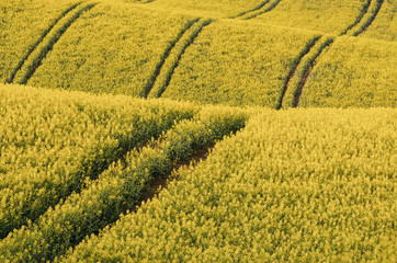 Rapeseed yellow field in spring, abstract natural sunny eco seasonal floral background