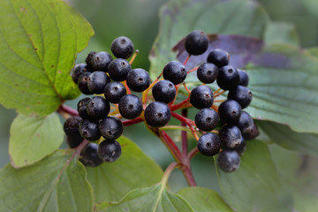 Rote Hartriegel (Cornus sanguinea)  mit schwarzen Früchten