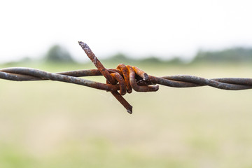 Stacheldraht CloseUp