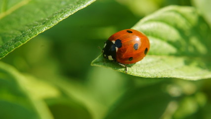 biedronka © Krystian