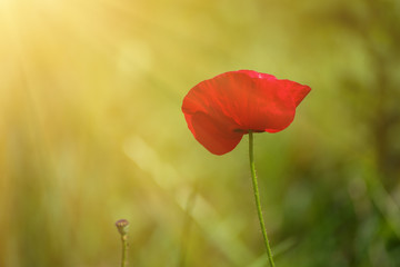 Red poppy flowers blooming in the green grass field, floral natural spring background, can be used as image for remembrance and reconciliation day