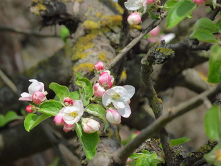 яблоня в цвету