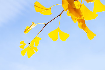 yellow ginko biloba leaves in autumn park , copy space on bright blue sky