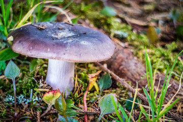 A wild mushroom in Heceta Head Lighthouse State Park Florence, Oregon