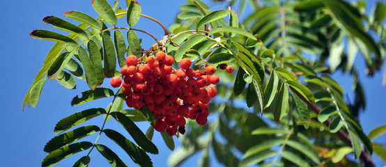 Red berries of the rowan ash_8