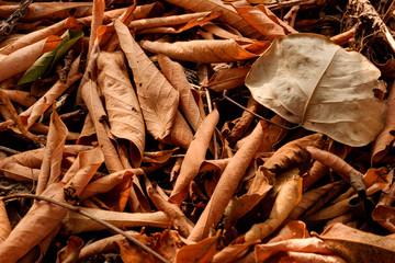 Dead leaves background