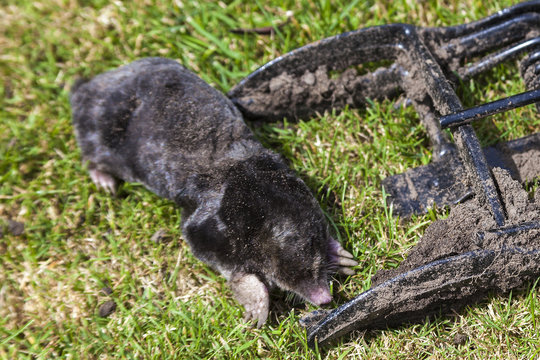 Dead mole having been caught in a metal scissor trap