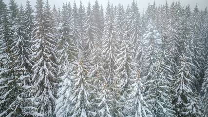 Aerial view of the snow-covered pine branches