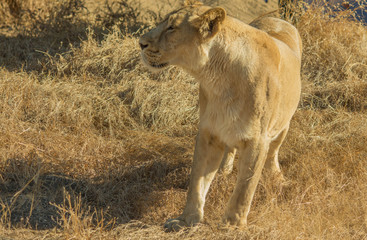 Fototapeta premium Asiatic Lioness, Gir India