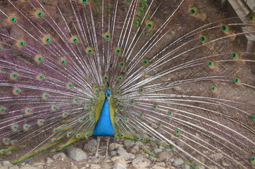 Naklejka premium PAON