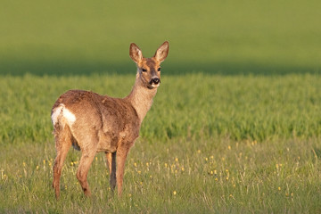 Deer