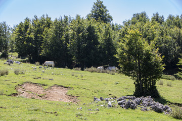 Fototapeta na wymiar Pollino landscape