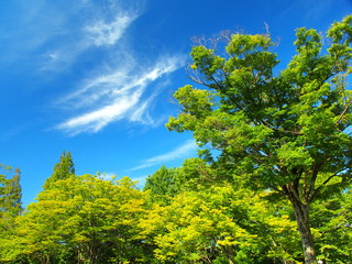 Fototapeta na wymiar 公園の樹木と青空