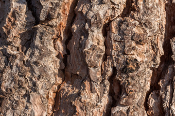 Tree bark texture background close-up