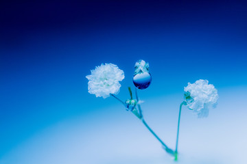 flower with water drops