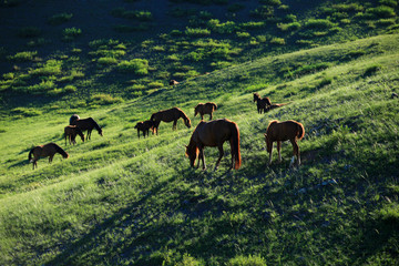 horses in the grasslands