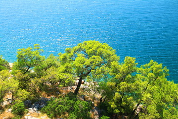 Blue Adriatic sea and green coast with pine trees