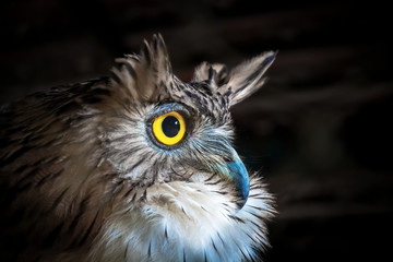 Brown Fish Owl (Ketupa zeylonensis), side view closeup and isolated on black background.