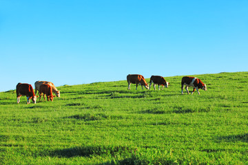 A herd of cattle on the prairie