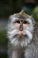 A portrait of a crab-eating macaque, Indonesia
