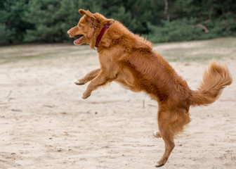 Nova Scotia Duck Tolling Retriever jumps high