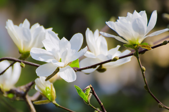 Fototapeta Blossoming of magnolia white flowers in spring time, retro vintage hipster image