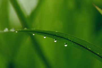 Dew drops in the nature