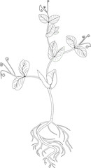 Coloring page. Seedling of pea with root system