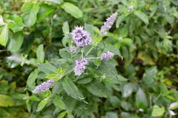 Fresh Mint Plant With Purple Flowers Grown in Forest