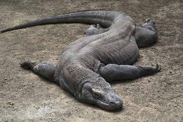 Komodo dragon or monitor taking rest Indonesia wildlife, Indonesia