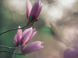 Fototapeta premium Blossoming of pink magnolia flowers in spring time, floral natural background