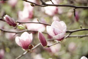 Fototapeta na wymiar Blossoming of pink magnolia flowers in spring time, floral background