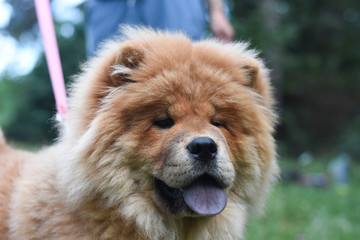 Fototapeta na wymiar Beautiful dog chow-chow in the park. Purebred red dog chow chow 
