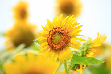 Fototapeta premium Sunflower
