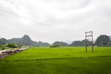 Vietnamese rice field 2