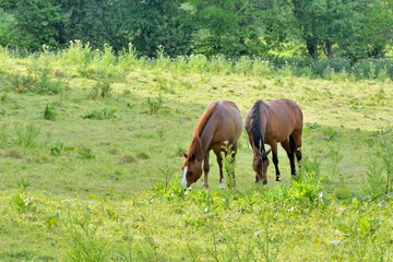 Deux beaux chevaux dans une pâture