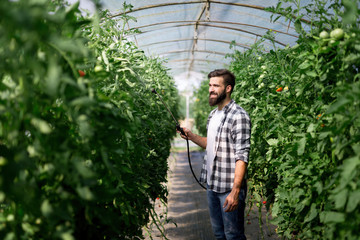 Man spraying tomato plant in greenhouse