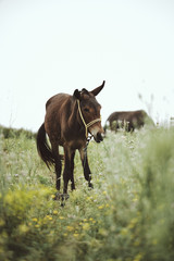 Pferd auf Wiese