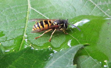 Wasp drinking dew on green leaves, closeup
