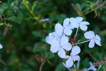 Flowers in bloom white blossoms
